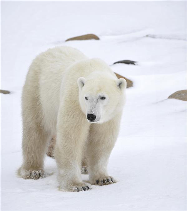 Polarbear