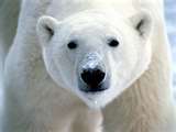 bearcub.jpg