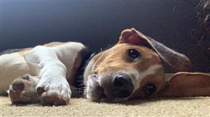Henry Hound Henry Hound