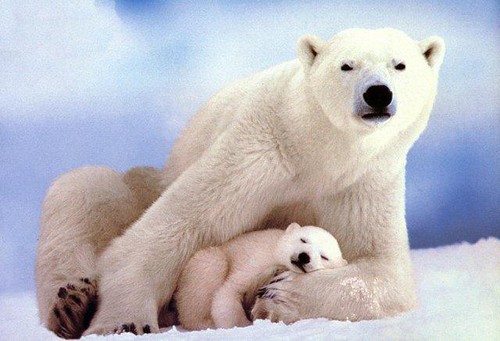 lg_polar-bears.jpg