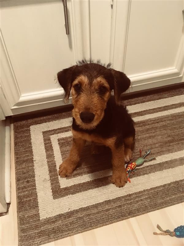 Penny the Airedale puppy! Penny the Airedale puppy!
