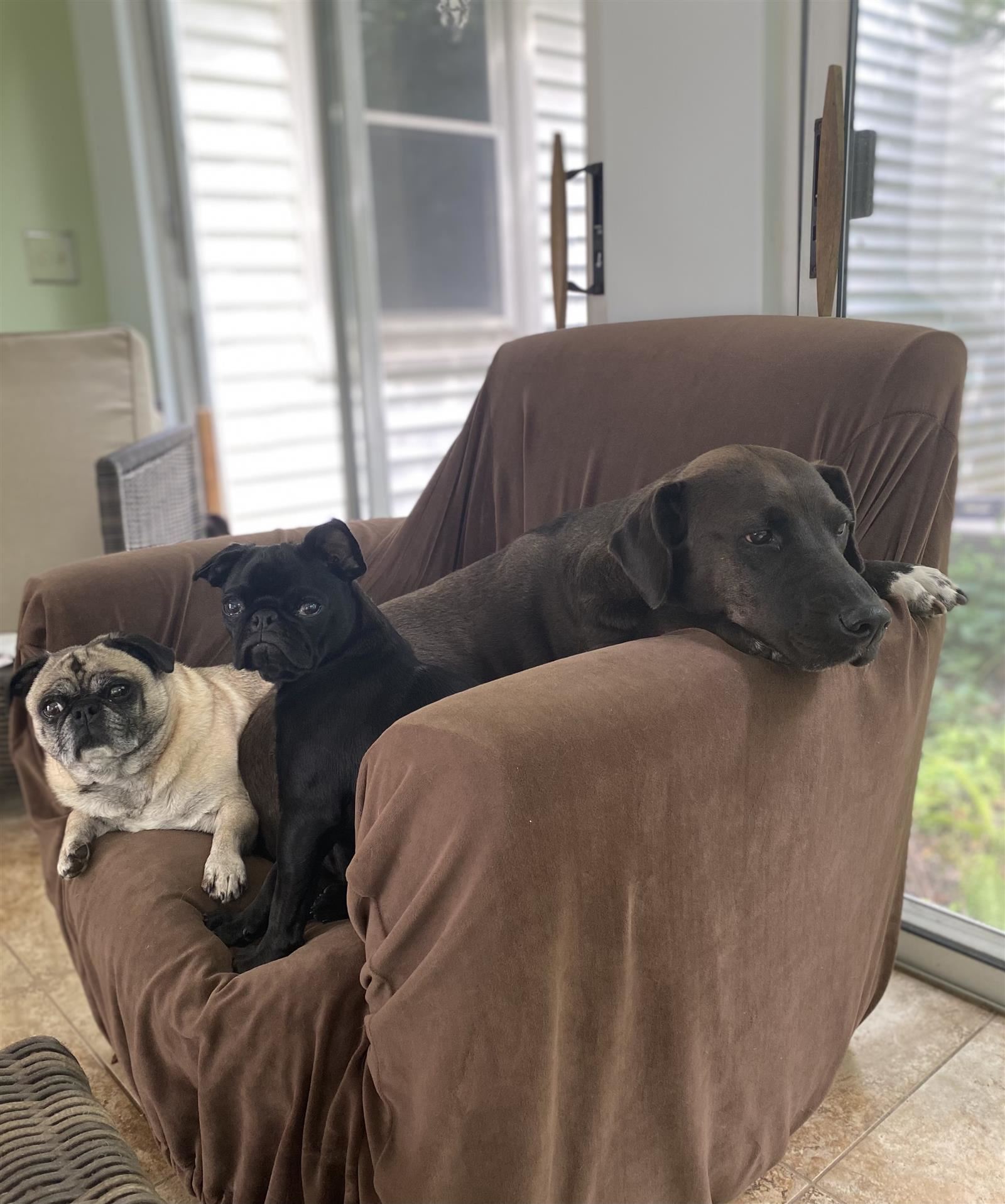 Our dogs, Lizzie and Lucy