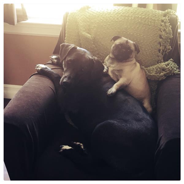 Our dogs, Lizzie and Lucy Our dogs, Lizzie and Lucy