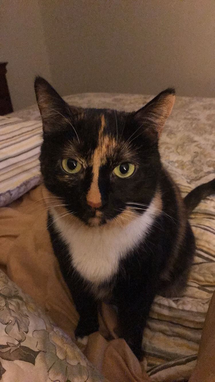My cat, Birdie